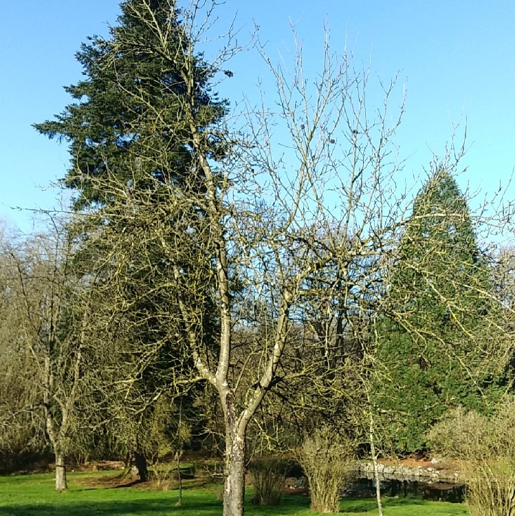 Taille des fruitiers